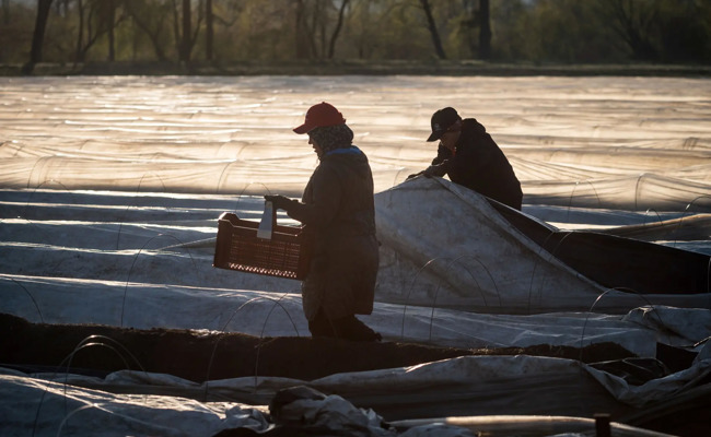 «Eines der aufwendigsten Gemüse überhaupt»: Zu Besuch bei den türkischen Erntehelferinnen in Diepoldsau