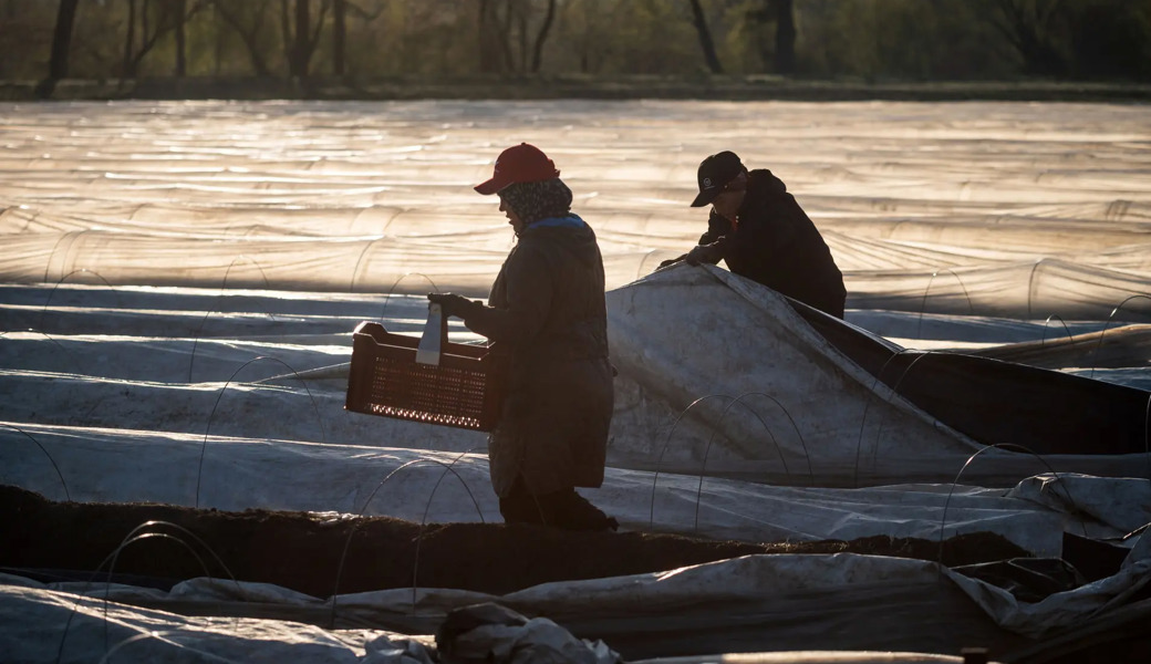 Jeden Morgen ernten die Frauen auf dem Schmitterhof die Spargeln.