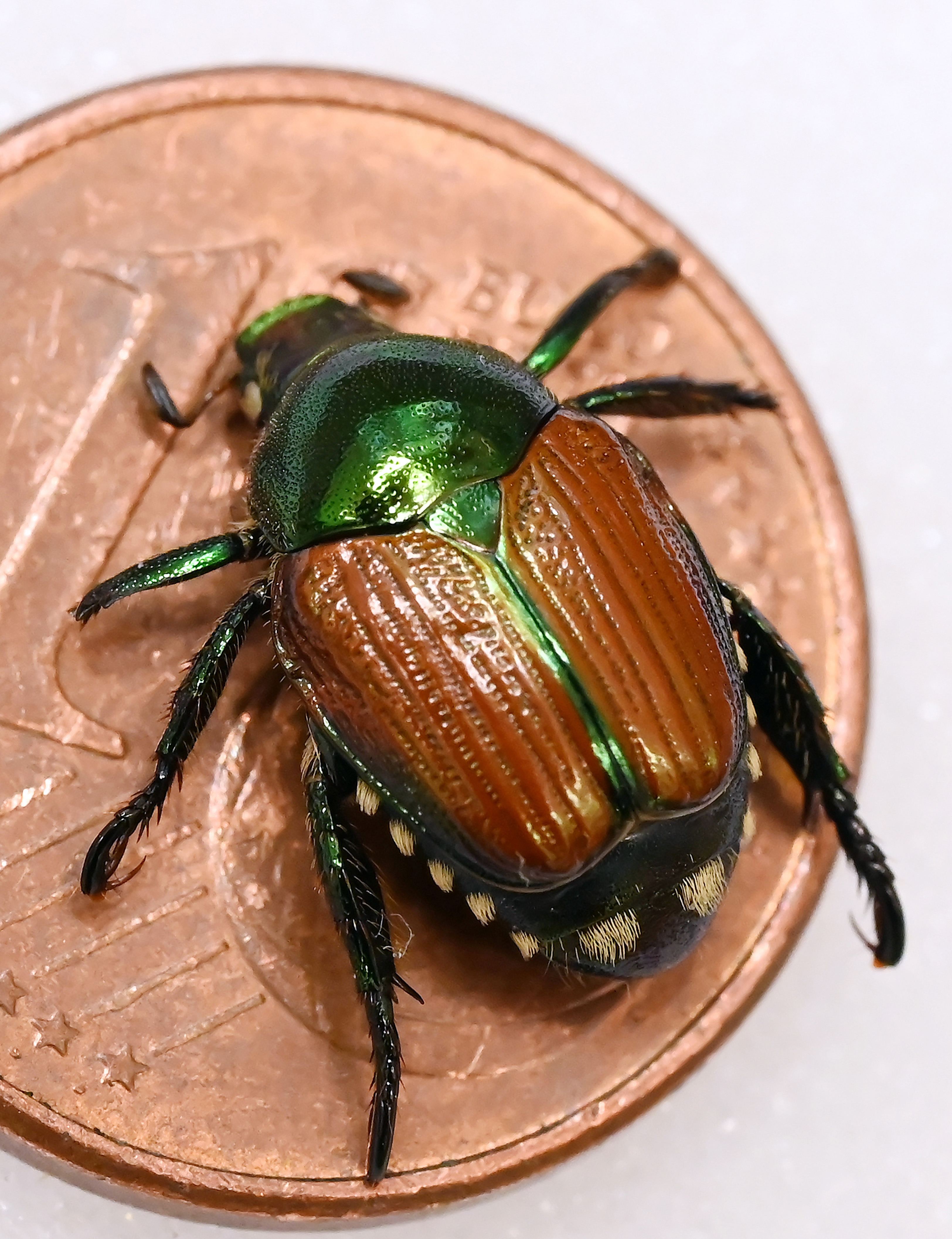 Netz wird enger gesteckt: Japankäfer soll besser überwacht werden