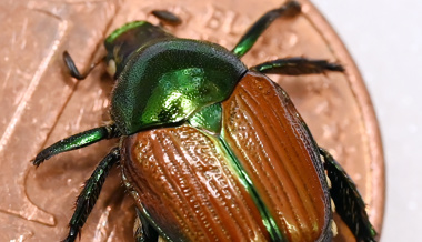 Netz wird enger gesteckt: Japankäfer soll besser überwacht werden