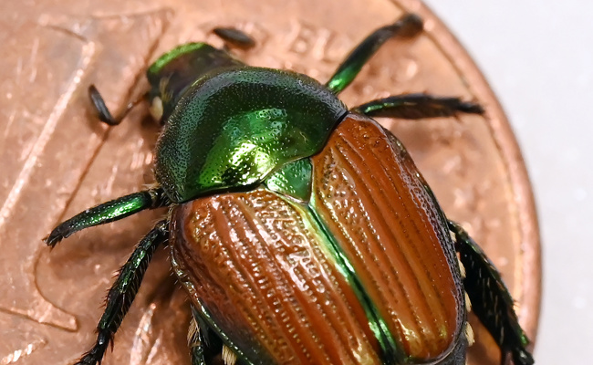 Netz wird enger gesteckt: Japankäfer soll besser überwacht werden