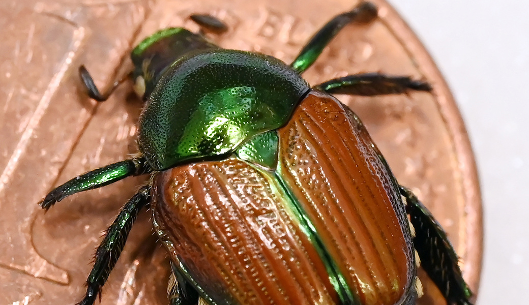 So sieht der Japankäfer aus.
