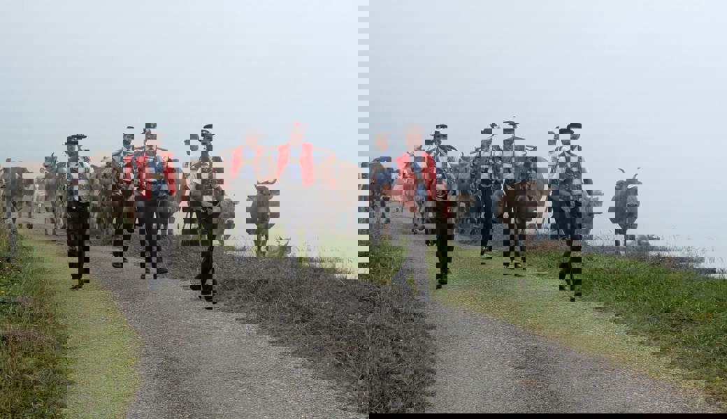 Mensch und Vieh sind sicher von der Alp Tesel zurückgekehrt