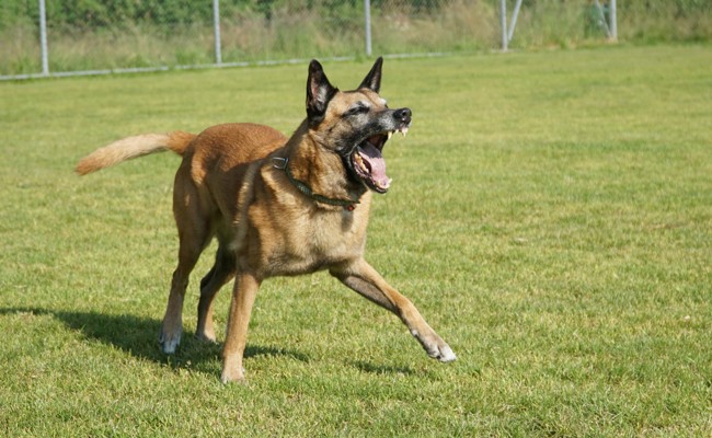 Polizeihund hindert einen Einbrecher an der Flucht