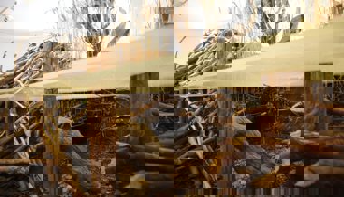 Biber hebelt mit Bautätigkeit das über 100-jährige Bauwerk der Melioration teilweise aus