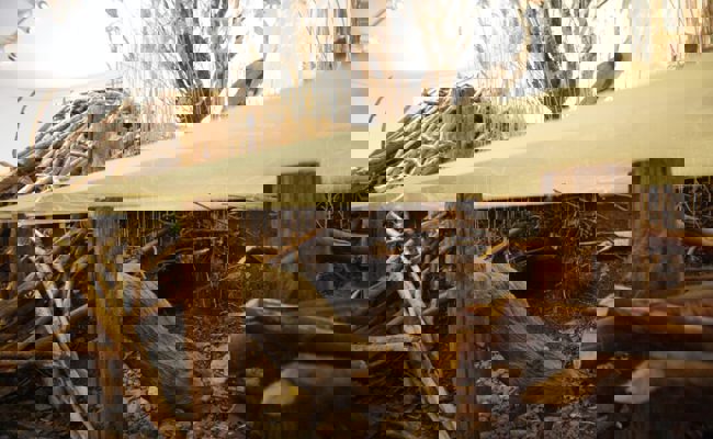 Biber hebelt mit Bautätigkeit das über 100-jährige Bauwerk der Melioration teilweise aus