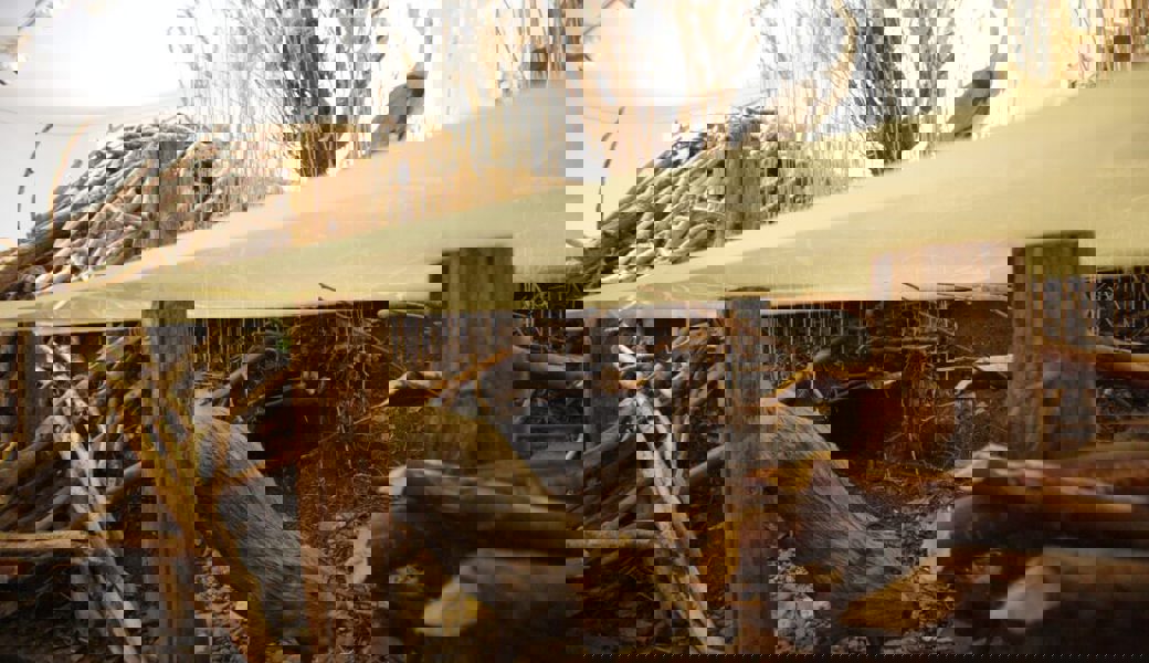  Biberbau und -damm können zu Problemen führen. 