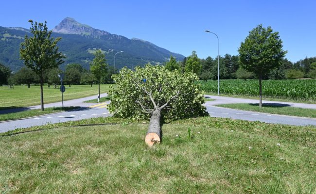 Polizei sucht Zeugen: Unbekannte fällten Feldahorn bei Kreisverkehrsplatz in Balzers