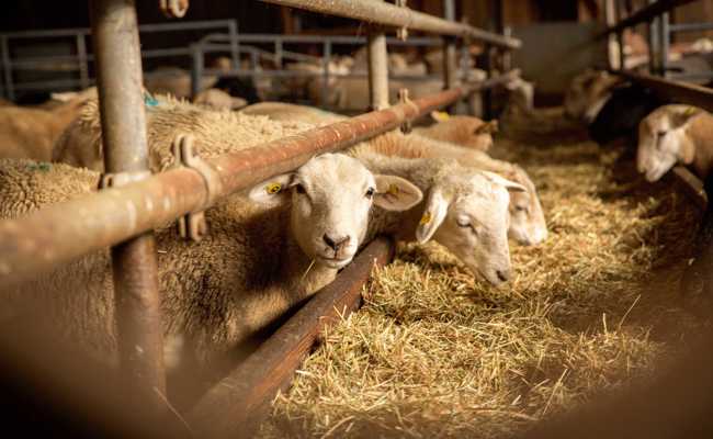 21-jähriger Mann aus Eritrea stahl ein geschlachtetes Schaf