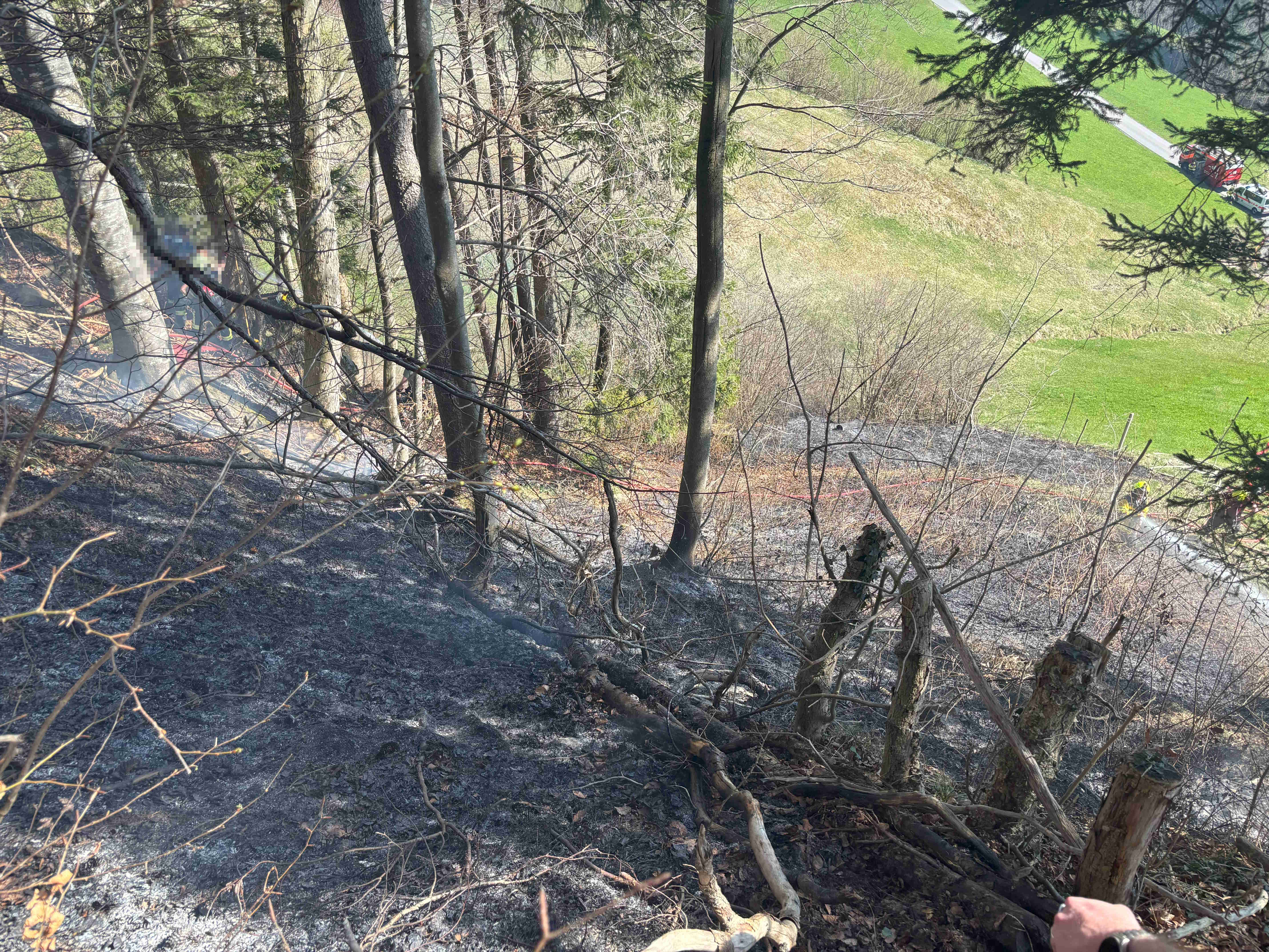 Farn abgefackelt – und den Waldboden grad mit angezündet