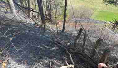 Farn abgefackelt – und den Waldboden grad mit angezündet