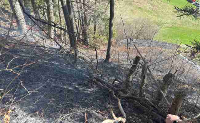 Farn abgefackelt – und den Waldboden grad mit angezündet