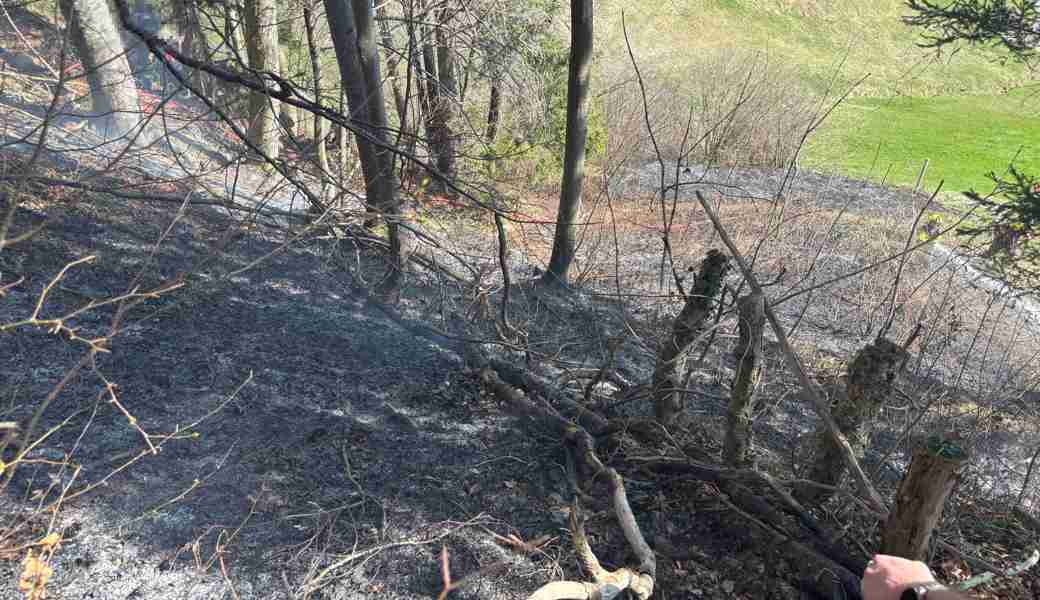 Beim Abbrennen von Farn geriet der Waldboden in Brand.