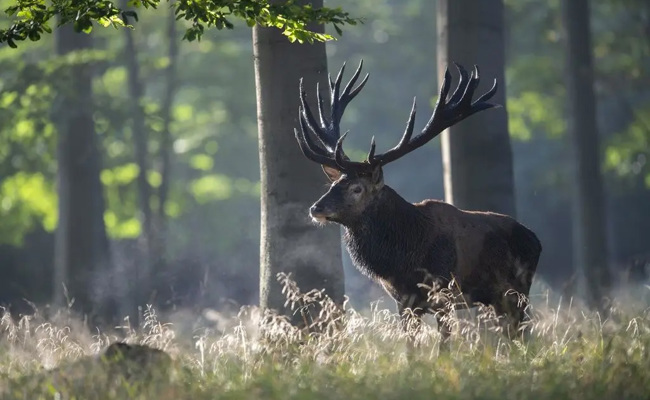 Hirsche im Überfluss, Hasen vor dem Exitus: So geht es den Wildbeständen im Alpstein