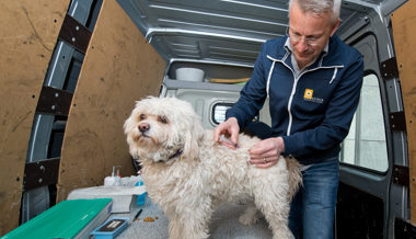 Staupe-Epidemie bei Wildtieren in Liechtenstein – Hunde sollten geimpft werden