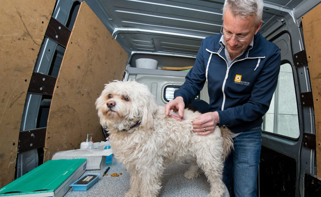 Staupe-Epidemie bei Wildtieren in Liechtenstein – Hunde sollten geimpft werden