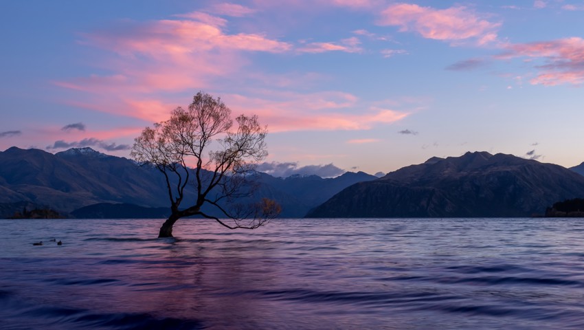 Der Crack Willow Tree im Lake Wanaka – Neuseelands berühmtester Baum.