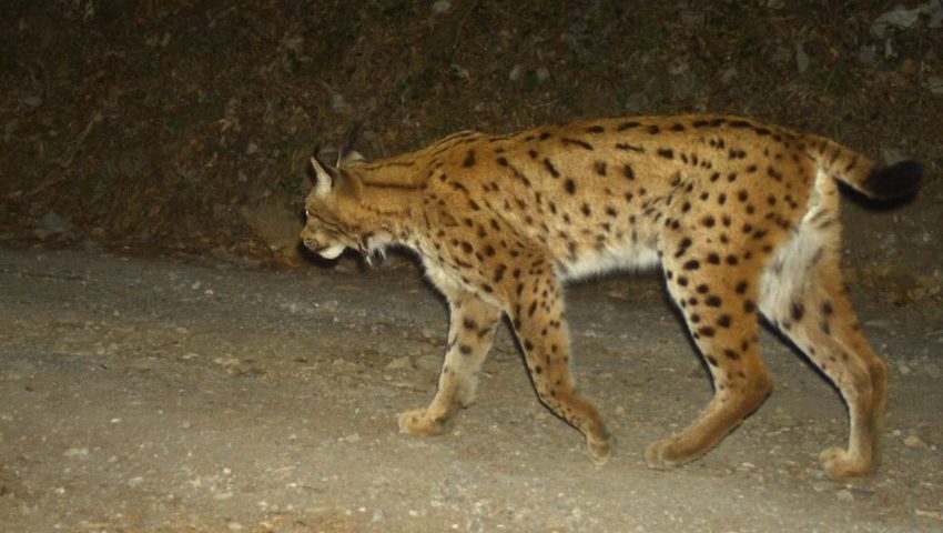  Hierbei handelt es sich um denselben Luchs wie auf dem Bild oben, durch das Fleckenmuster ist er eindeutig identifizierbar. Jedoch ist dieses Foto drei Wochen früher und an einem anderen Ort entstanden.