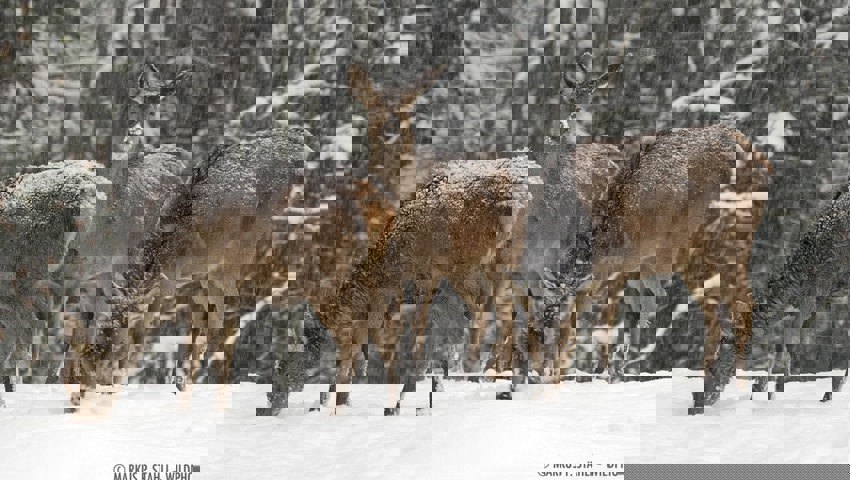  Wildtiere brauchen im Winter Ruhe. 