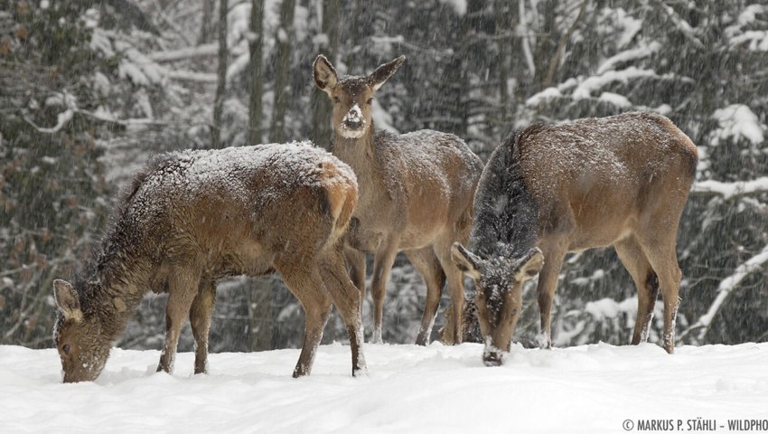  Wildtiere brauchen im Winter Ruhe. 