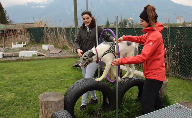 Degility: Pfote für Pfote bewusst setzen
