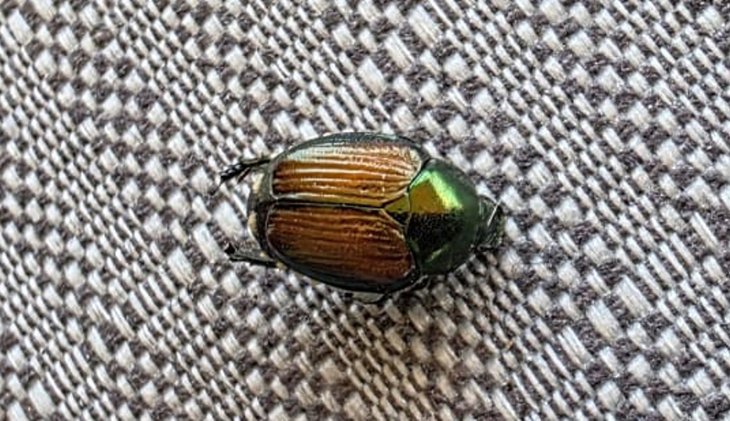 Der in Buchs gefundene Japankäfer war tot. Ob es ein Einzeltier war oder bereits ein Befall vorliegt, muss nun geklärt werden.
