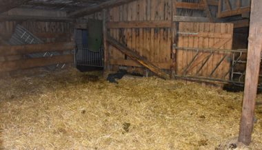 54-jähriger Bauer wird in Felsberg beim Einstreuen des Stalls von Stier verletzt