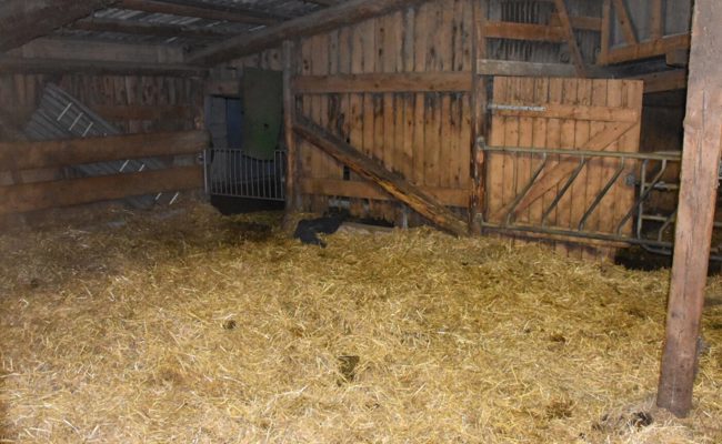 54-jähriger Bauer wird in Felsberg beim Einstreuen des Stalls von Stier verletzt