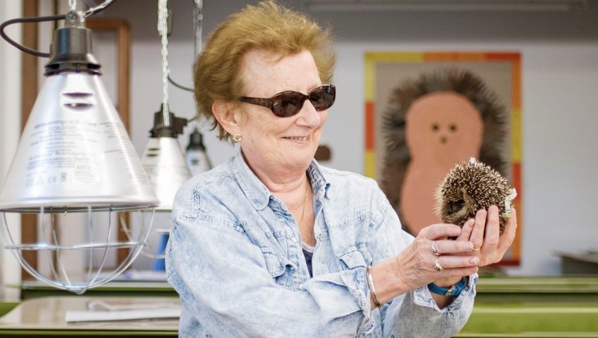 Margareta Schlumpf von der Frauenfelder Igelstation mit einem ihrer Schützlinge.