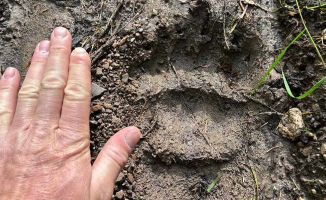 Bärenspuren nahe dem St.Galler Rheintal entdeckt