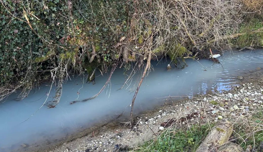 Milch im Bach – was die Staatsanwaltschaft dazu meint
