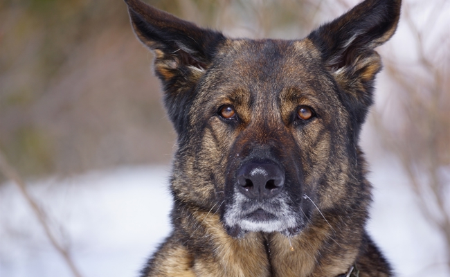 Chur: Polizeihund spürte einen Einbrecher in seinem Versteck auf