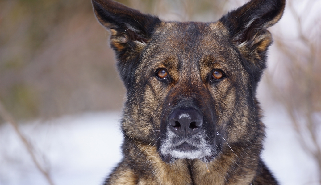 Polizeihund Cody spielte eine wichtige Rolle bei der Nahfahndung in Chur.