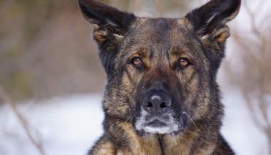 Chur: Polizeihund spürte einen Einbrecher in seinem Versteck auf