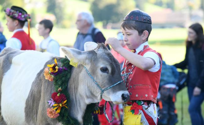 Kuh Soraya gewann den Miss-Titel schon wieder