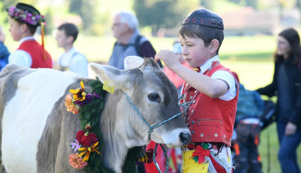 Kuh Soraya gewann den Miss-Titel schon wieder