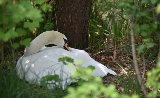 Das Schwanenpaar am Werdenbergersee hat auch die zweite Brut aufgegeben
