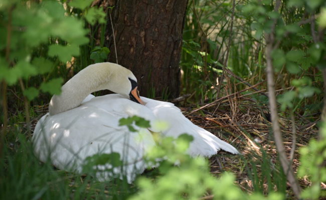 Das Schwanenpaar am Werdenbergersee hat auch die zweite Brut aufgegeben