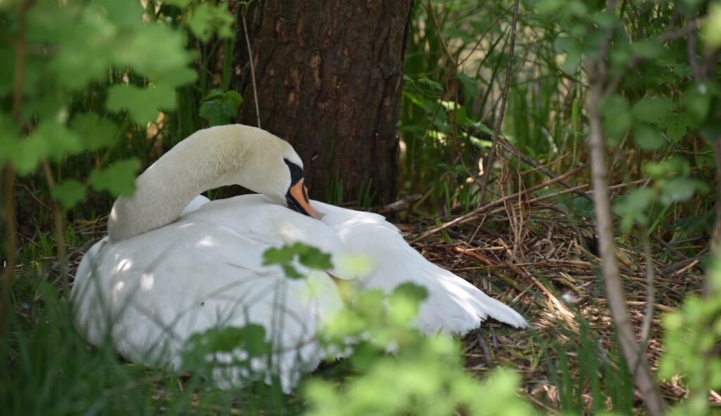 Das Schwanenpaar am Werdenbergersee hat auch die zweite Brut aufgegeben