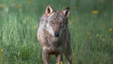 Wie viel kostete der Abschuss zweier Jungwölfe? Regierung weicht aus