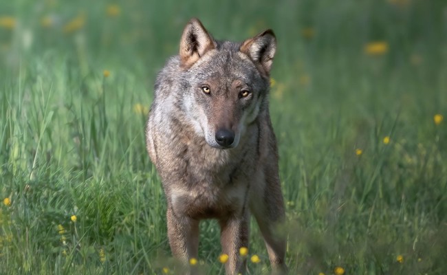 Wie viel kostete der Abschuss zweier Jungwölfe? Regierung weicht aus