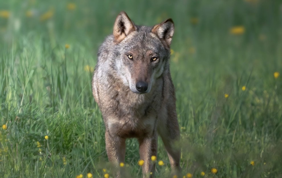 Wolf1