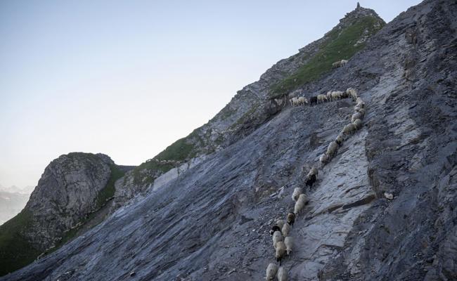 1400 Schafe wandern auf Gebirgspfaden