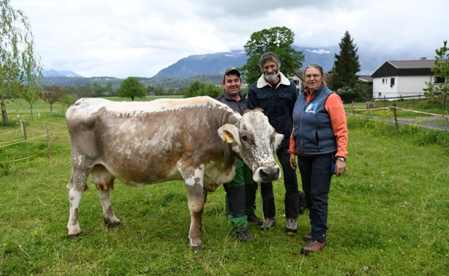 Eine Kuh mit Sonderstatus