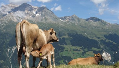 Kuh-Gefahr im Alpstein? Wie sich Attacken vermeiden lassen