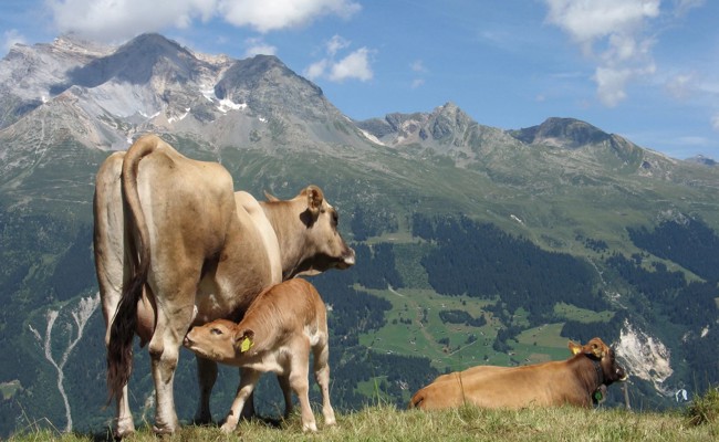 Kuh-Gefahr im Alpstein? Wie sich Attacken vermeiden lassen