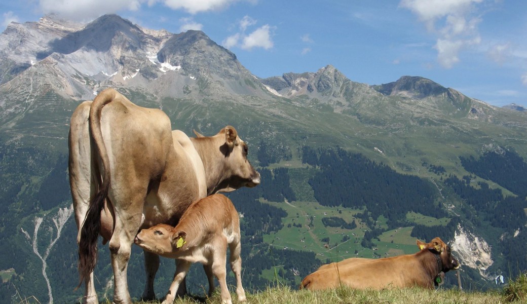 Noch wirken die Kühe entspannt, doch im Kontakt mit Wandernden kann die Situation auch mal heikel werden.