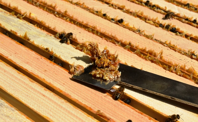 Im Werdenberg summt es: Letzter Gaumenschmaus vor dem Saisonende