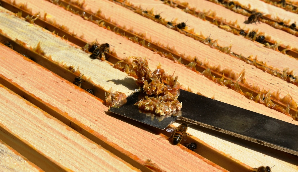 Bienen kleiden ihren Stock im Herbst mit Propolis, sogenanntem Kittharz, ein, um diesen für den Winter zu rüsten.