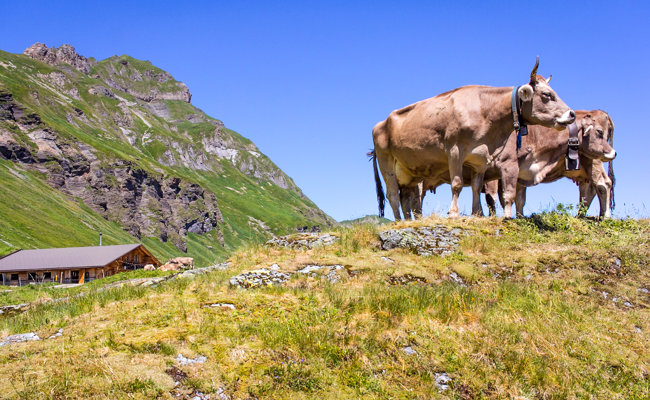 Mal früher, mal später: Sommerwetter brachte flexible Alpabzüge